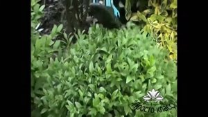 Самшит. Виды, пригодные для выращивания в кадочной культуре.
