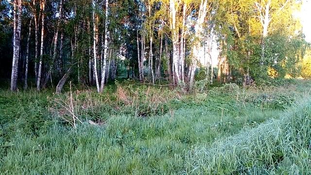 Услышано в лесном