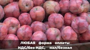 Сорт яблок Джеромини