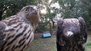 Реакция ястреба тетеревятник ??? Знакомлю с ворон крук и орлан белохвостый ???