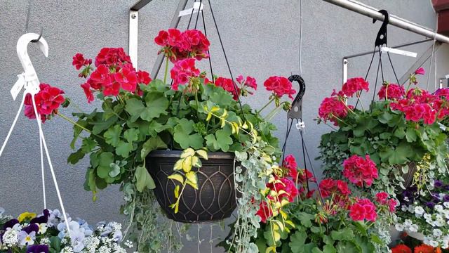 Spring Flowers Available at Brecknock Orchard