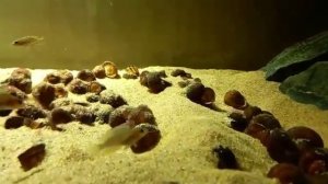 Лампрологусы симилисы. Образование колонии, мальки, подростки, взрослые особи.