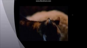 ФИЛЬМ КОТЫ ВОИТЕЛИ?! | #Новость_по_КВ