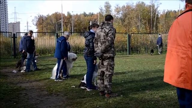 Южнорусская овчарка Фрагменты дрессировки по ОКД. смотреть онлайн