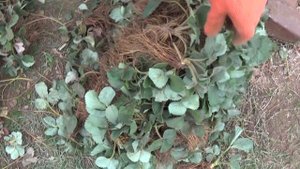 Копанка , рассада клубники с открытой корневой системой.