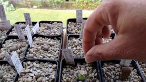Конофитумы.Коллекция офтальмофилумов.Цветение.Виды.CONOPHYTUM