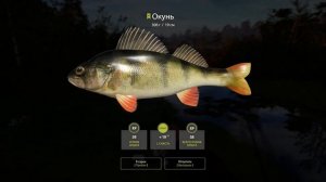 Русская рыбалка 4(рр4) - озеро Старый острог. Окунь и угорь.