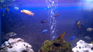 цихлидник 140л начало