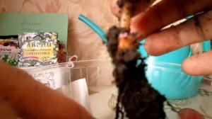 Высадка рассады моркови в теплицу, замена грунта бегонии Видео №116