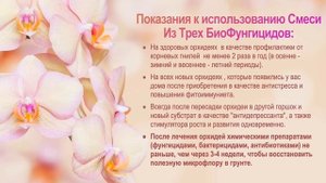 # 164 Чтобы орхидеи были здоровыми и пышно цвели … #ОрхидейнаяАптека