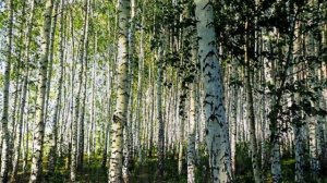 Л.Толстой.Дуб