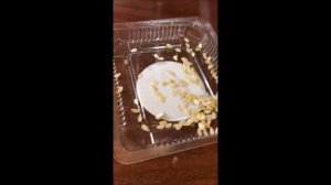 Как посадить Кивано //Посадка кивано дома// что выросло??