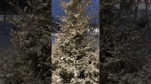 И лишь мечту спасает красота. Зима 2023