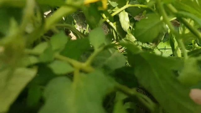 Томат монгольский карлик от А до Я смотреть онлайн