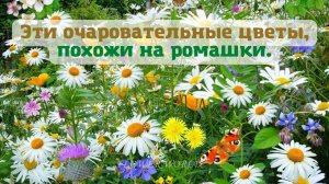 Подборка очаровательных цветов, похожих на ромашки.?