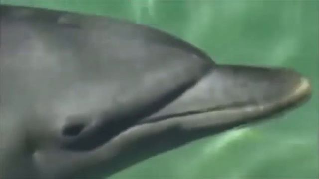 Даша Дорохова Говорят, дельфины говорят смотреть онлайн