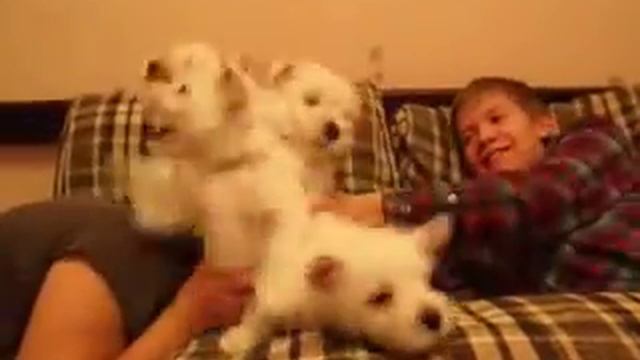 фотосессия вестиков смотреть онлайн