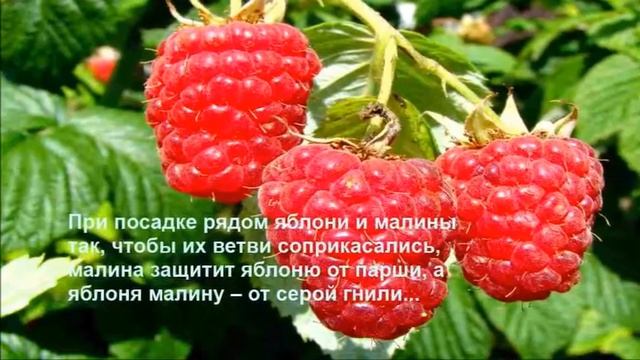 Полезные растения для сада