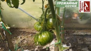 ВСЕ правила сбора семян томата. Свои семена томата - это просто!