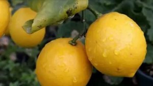 ЧЕМ отличается обычный ЛИМОН ОТ ЛИМОНА МЕЙЕРА!