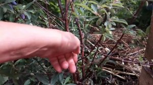 ВСЁ О ЖИМОЛОСТИ! ЧТО Я ЗНАЮ! Четвертый год посадки