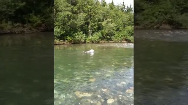 Swimming sheep dogs adventures games смотреть онлайн