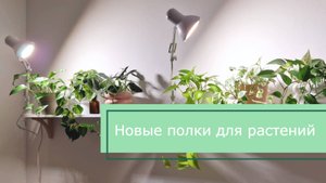 НОВЫЕ полки для РАСТЕНИЙ