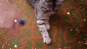 Ранелькины забавы