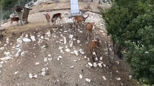 Каникулы на море! Едем в Краснодарский край! Сафари парк! Канатная дорожка!