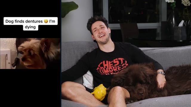 Reacting To Dog TikToks With My Newfie Bear