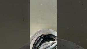 Рыбалка в Балаклаве на кефаль.5 февраля 2023год