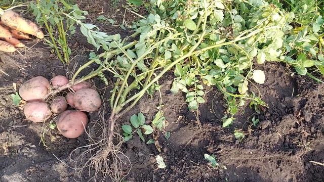 Картофель сорт Алладин. Для любых видов почв,переносит засуху и жару,не поражается фитофторозом. смотреть онлайн