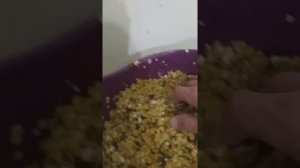 Приготовление прикорма для наваги