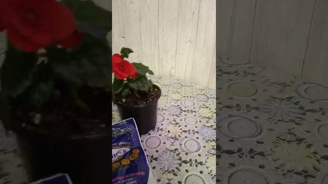 Чем болеют бегонии. О чёрной ножке на бегониях.. смотреть онлайн