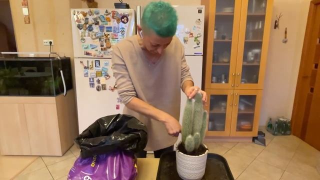 Как пересадить кактус за 5 минут - легко и просто. Пересаживаем растения без усилий и хлопот.