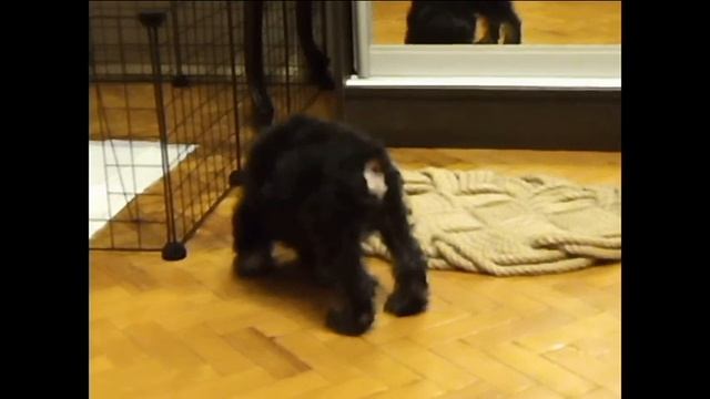 Цвергшнауцер. Покупка и первый день. смотреть онлайн