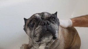 Французский бульдог ! Спас процедуры . Жизнь  и других  в Германии .Лечебный шампунь для собак .