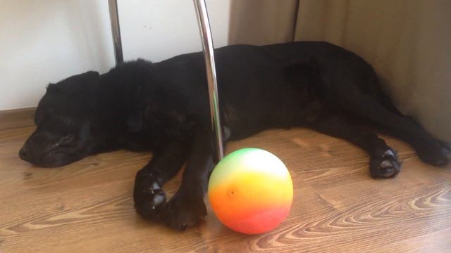 Танец лабрадора Персея, Святой Влас, Болгария смотреть онлайн