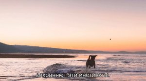 Почему собаки грызут ногти? Удивительная привычка, о которой мало кто знает