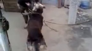 Брачные игры собак !