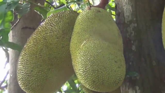 Jack Fruite Tree (Artocarpus heterophyllus) смотреть онлайн