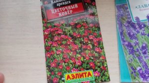 Посев семян Камнеломки и Лаванды.