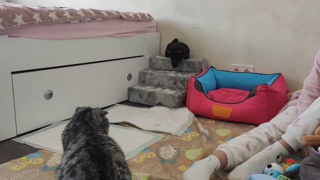 ??Адаптация в семье проходит резво. ? Шоколадный Йорк Шанелька. ?#pets #estonia #йорк
