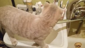 Шотландская вислоухая кошка. Софа пьет воду из крана в ванной!