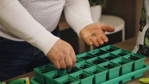 Как вырастить зелень зимой на подоконнике