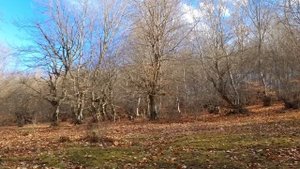 Омлет Азербайджанская Кухня Деревенская Кухня  Рецепты