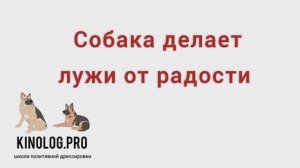Что делать если собака писает от радости.