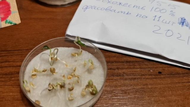 Семена ПЕРЦЕВ НЕ ВСХОДЯТ. Что делать?