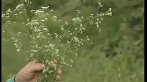 Лекарство из Подмаренника цепкого