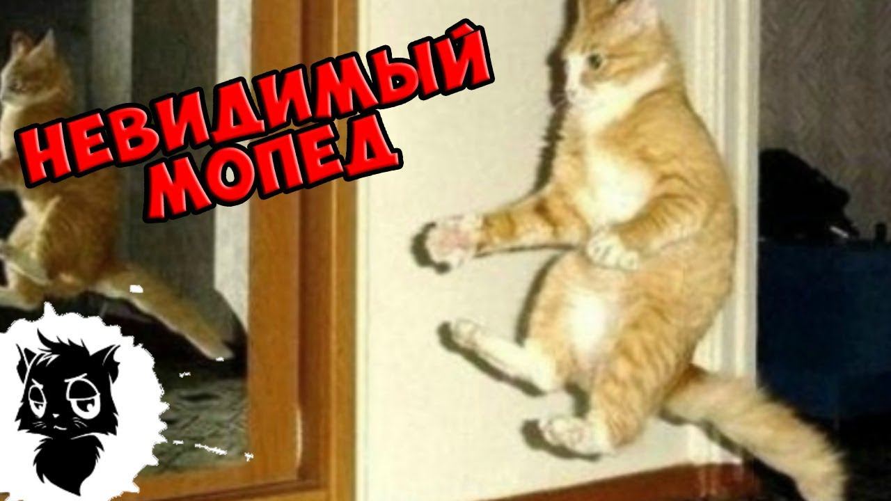 Сильные приколы с котами [Черный кот]